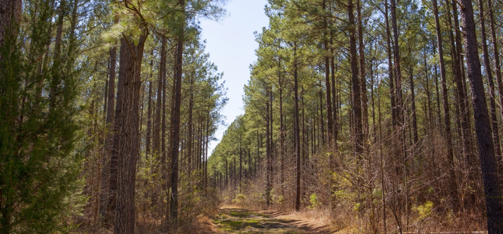 North Carolina Timberlands