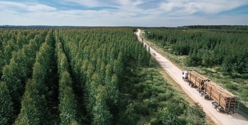 UPM's eucalyptus plantations grow on former grassland. <i>Photo courtesy UPM.</i>